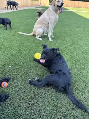 St. Barks - Studio City, CA