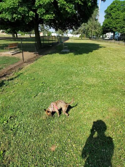 Old Depot Dog Park - Sturgis,