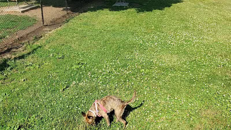 Old Depot Dog Park - Sturgis,