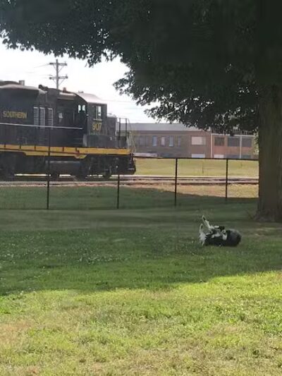 Old Depot Dog Park - Sturgis,