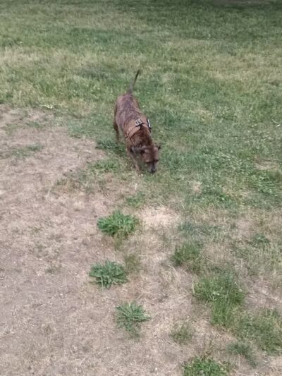 Old Depot Dog Park - Sturgis,