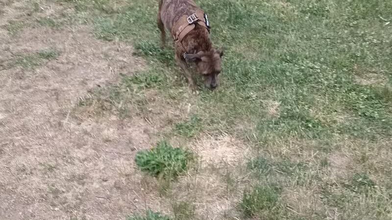 Old Depot Dog Park - Sturgis,