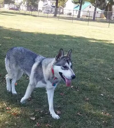 Old Depot Dog Park - Sturgis,