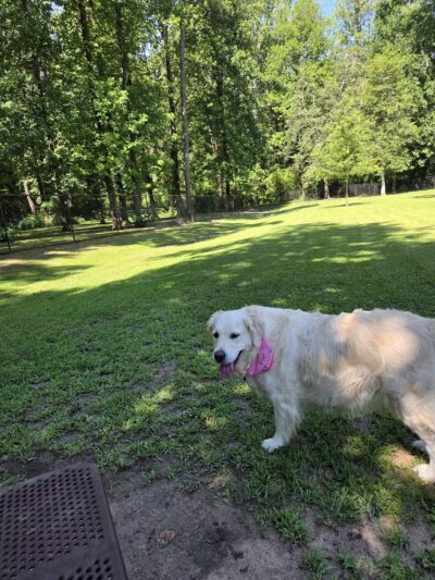 Lake Meade Dog Park - Suffolk, VA