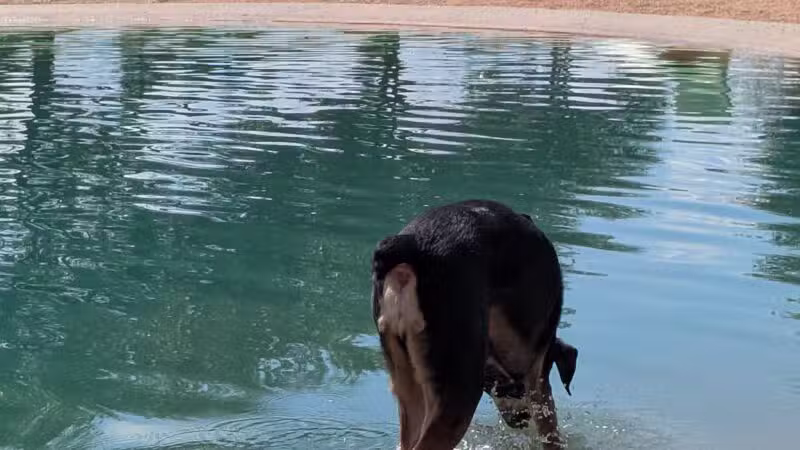 Pawm Springs Dog Park - Sugar Land, TX