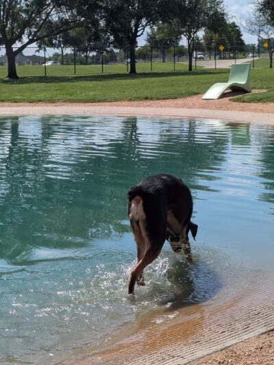 Pawm Springs Dog Park - Sugar Land, TX