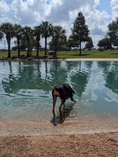 Pawm Springs Dog Park - Sugar Land, TX