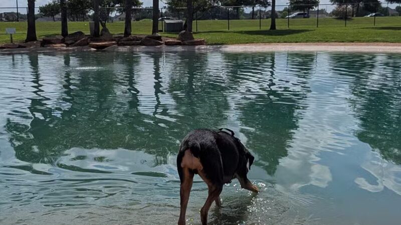 Pawm Springs Dog Park - Sugar Land, TX