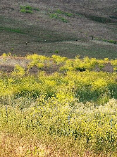 Rush Ranch Open Space - Suisun City, CA