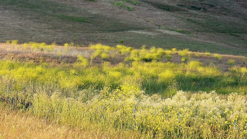 Rush Ranch Open Space - Suisun City, CA