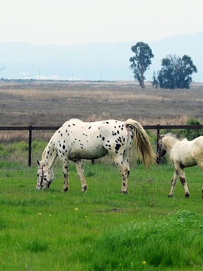 Rush Ranch Open Space - Suisun City, CA