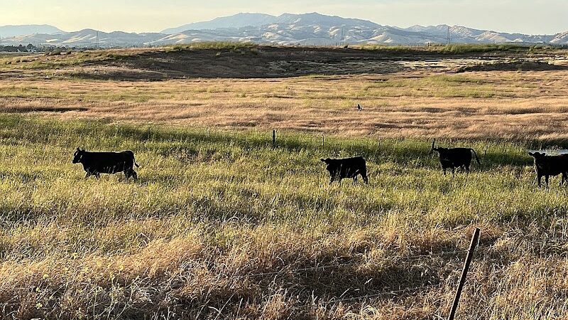 Rush Ranch Open Space - Suisun City, CA