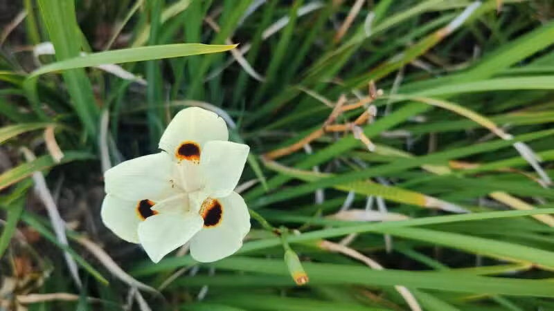 Lawler Ranch Park - Suisun City, CA