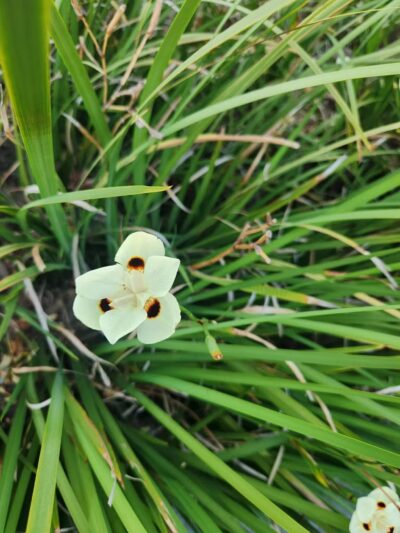 Lawler Ranch Park - Suisun City, CA