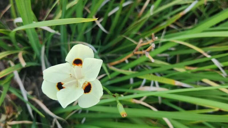 Lawler Ranch Park - Suisun City, CA