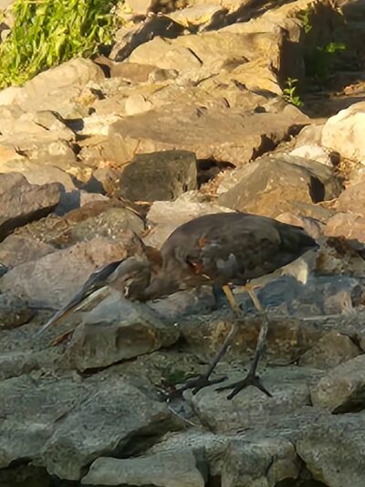 Lawler Ranch Park - Suisun City, CA