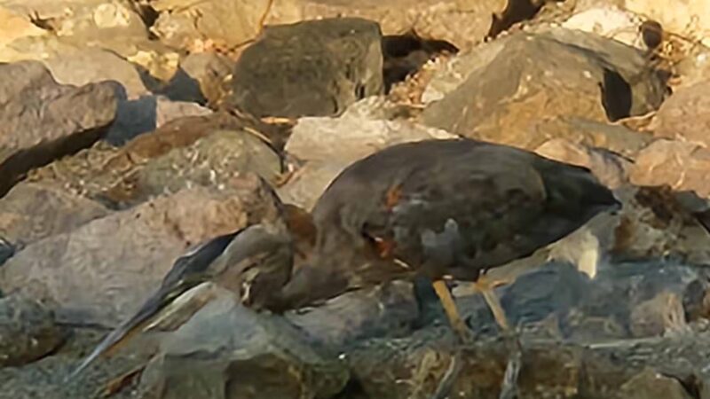 Lawler Ranch Park - Suisun City, CA