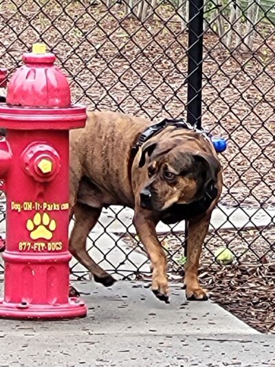 Dog Park @ Carnes Crossroads - Summerville, SC