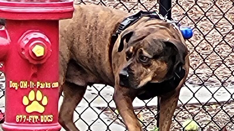 Dog Park @ Carnes Crossroads - Summerville, SC