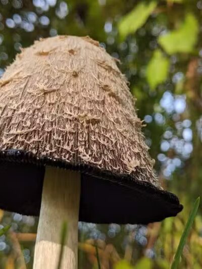 Paul Hubscher County Park - Sumner,