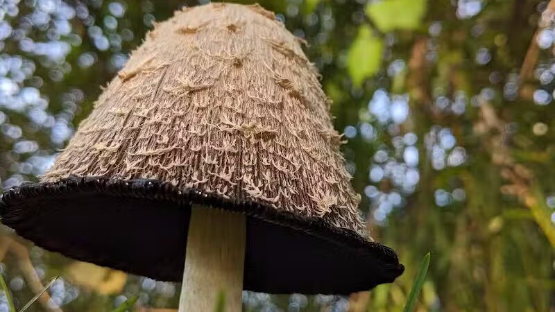 Paul Hubscher County Park - Sumner,