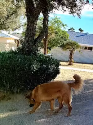 Duffeeland Dog Park *Key Required* - Sun City, AZ