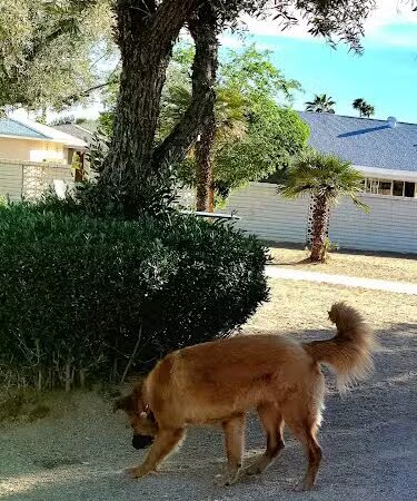 Duffeeland Dog Park *Key Required* - Sun City, AZ