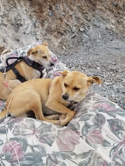 Duffeeland Dog Park *Key Required* - Sun City, AZ