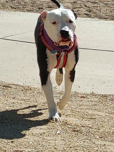 Duffeeland Dog Park *Key Required* - Sun City, AZ