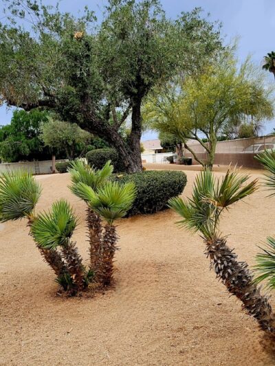 Duffeeland Dog Park *Key Required* - Sun City, AZ