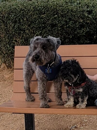 Duffeeland Dog Park *Key Required* - Sun City, AZ