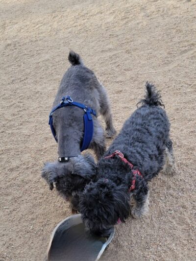 Duffeeland Dog Park *Key Required* - Sun City, AZ