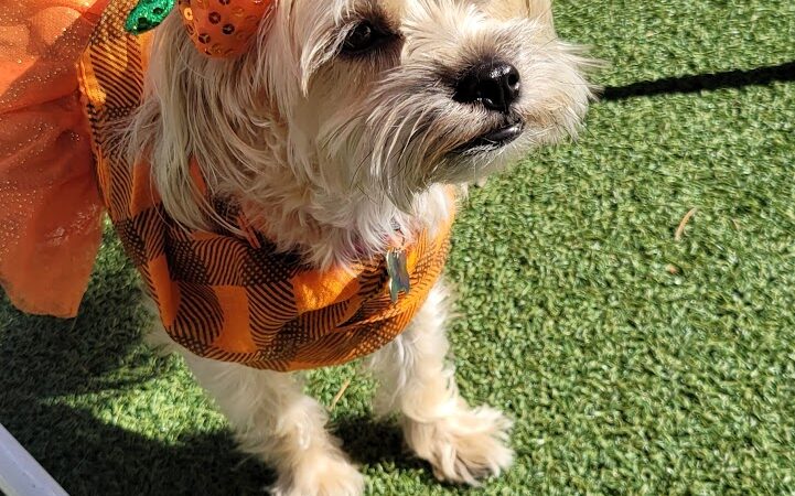 Large Dog Park-Members Only - Sun City West, AZ