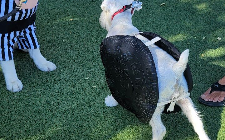 Large Dog Park-Members Only - Sun City West, AZ