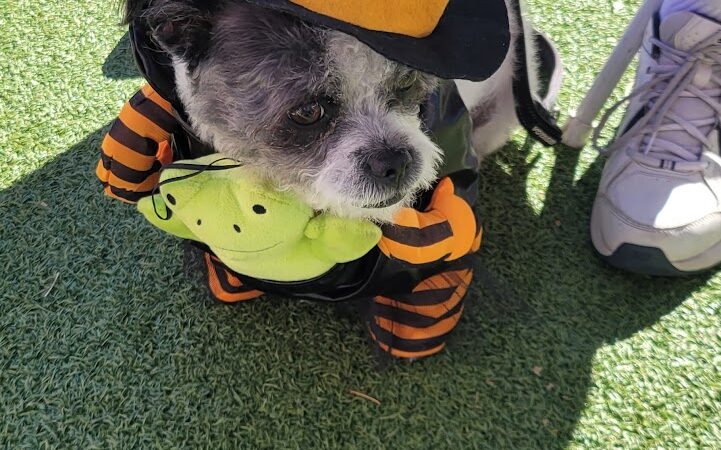 Large Dog Park-Members Only - Sun City West, AZ