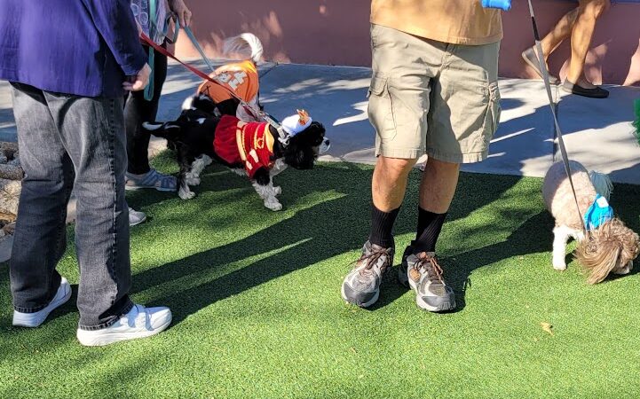 Large Dog Park-Members Only - Sun City West, AZ