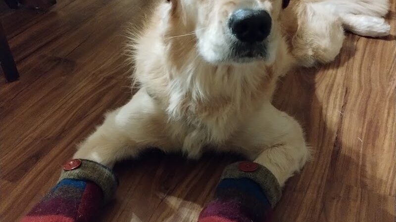 Large Dog Park-Members Only - Sun City West, AZ