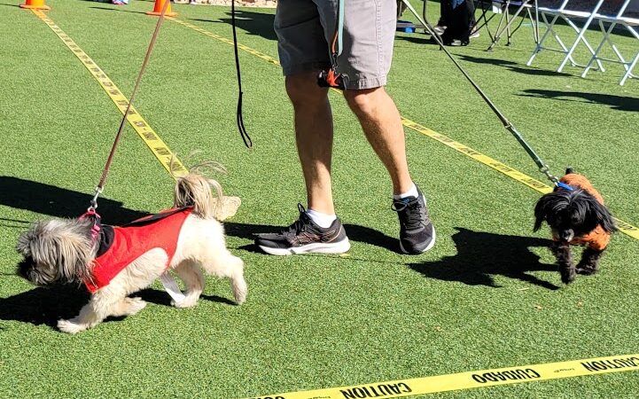 Large Dog Park-Members Only - Sun City West, AZ