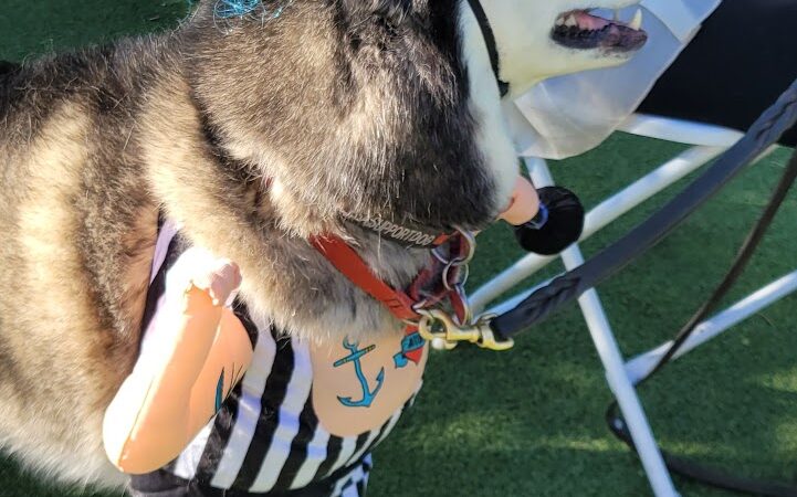 Large Dog Park-Members Only - Sun City West, AZ