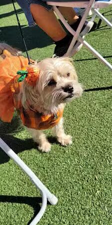 Large Dog Park-Members Only - Sun City West, AZ