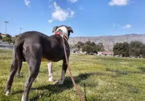Sunland Recreation Center - Sunland, CA