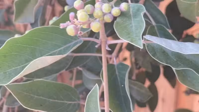 MRCA Park - Sunland, CA