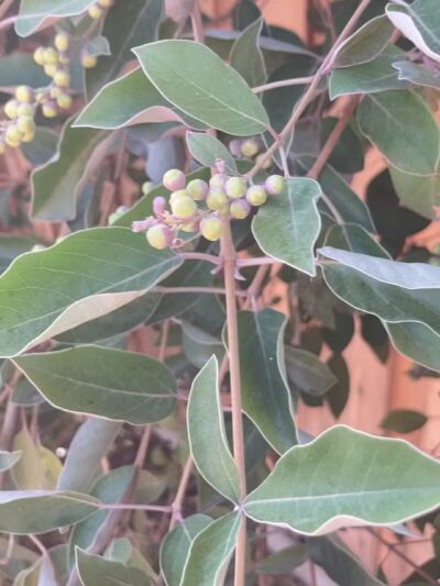 MRCA Park - Sunland, CA