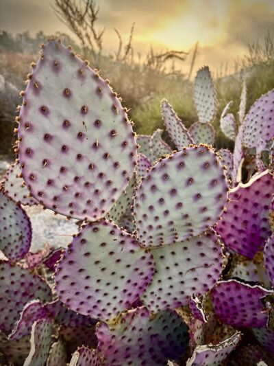 Oro Vista Park - Sunland, CA
