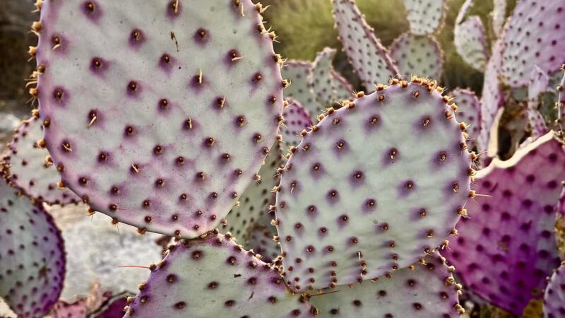 Oro Vista Park - Sunland, CA