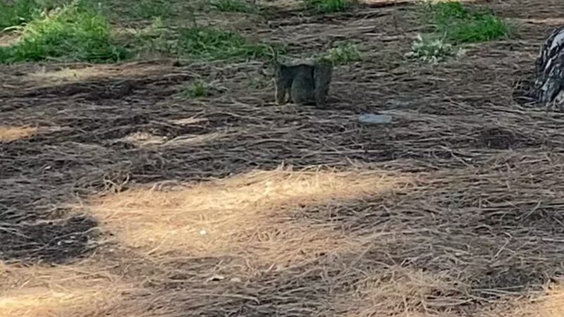 Sunland Recreation Center - Sunland, CA