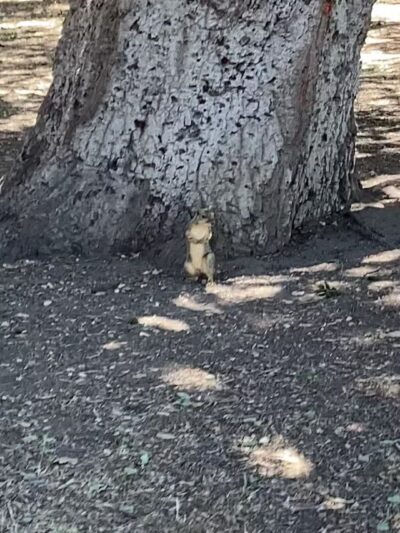 Sunland Recreation Center - Sunland, CA