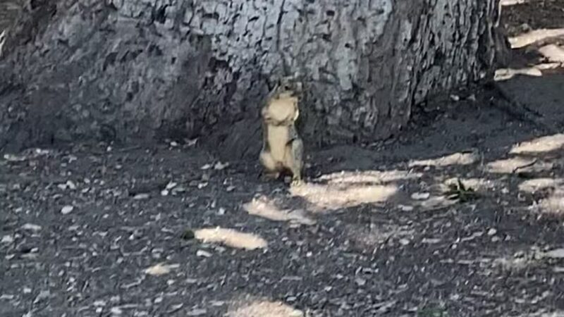 Sunland Recreation Center - Sunland, CA