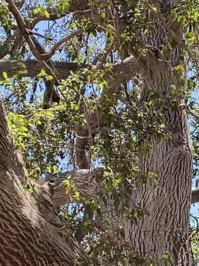 Sunland Recreation Center - Sunland, CA