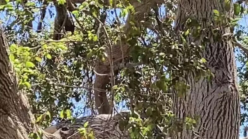 Sunland Recreation Center - Sunland, CA